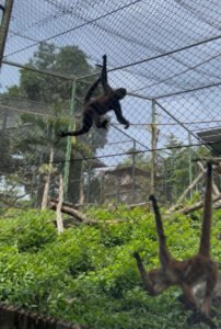 Monkey at FURESA wildlife refuge in El Salvador