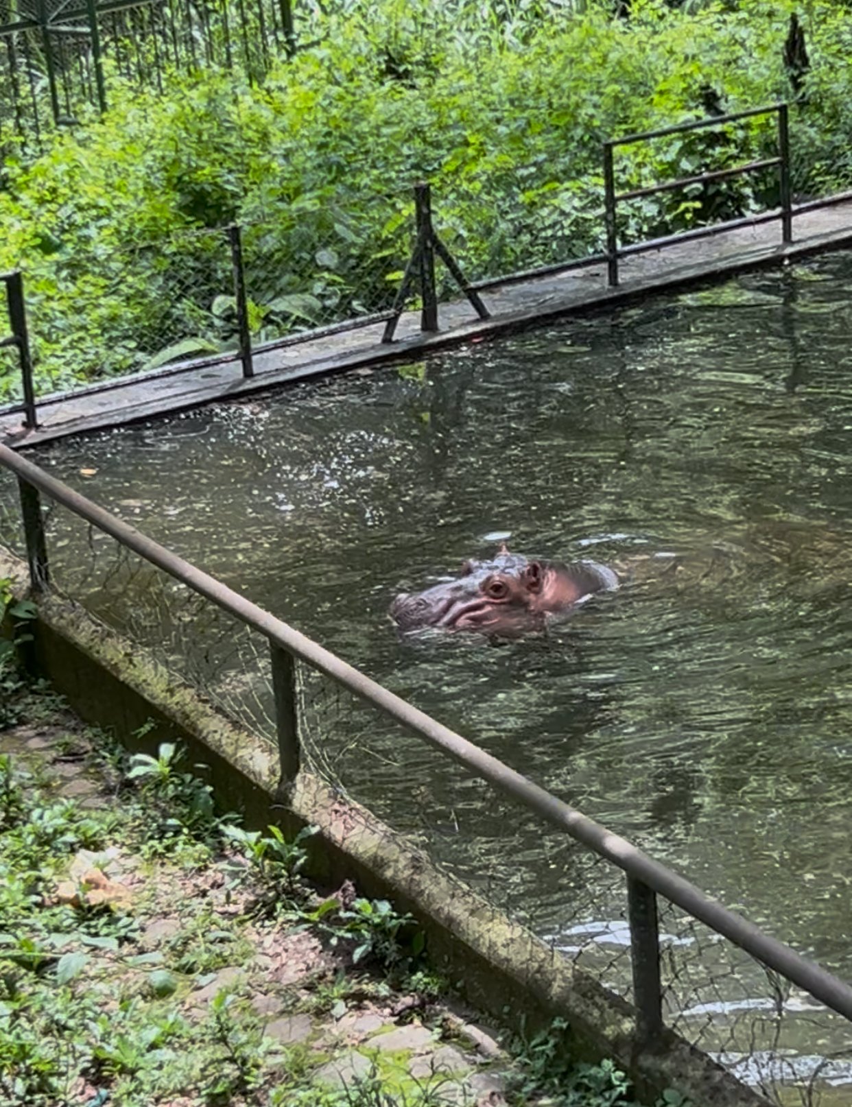 Hippo at FURESA El Salvador