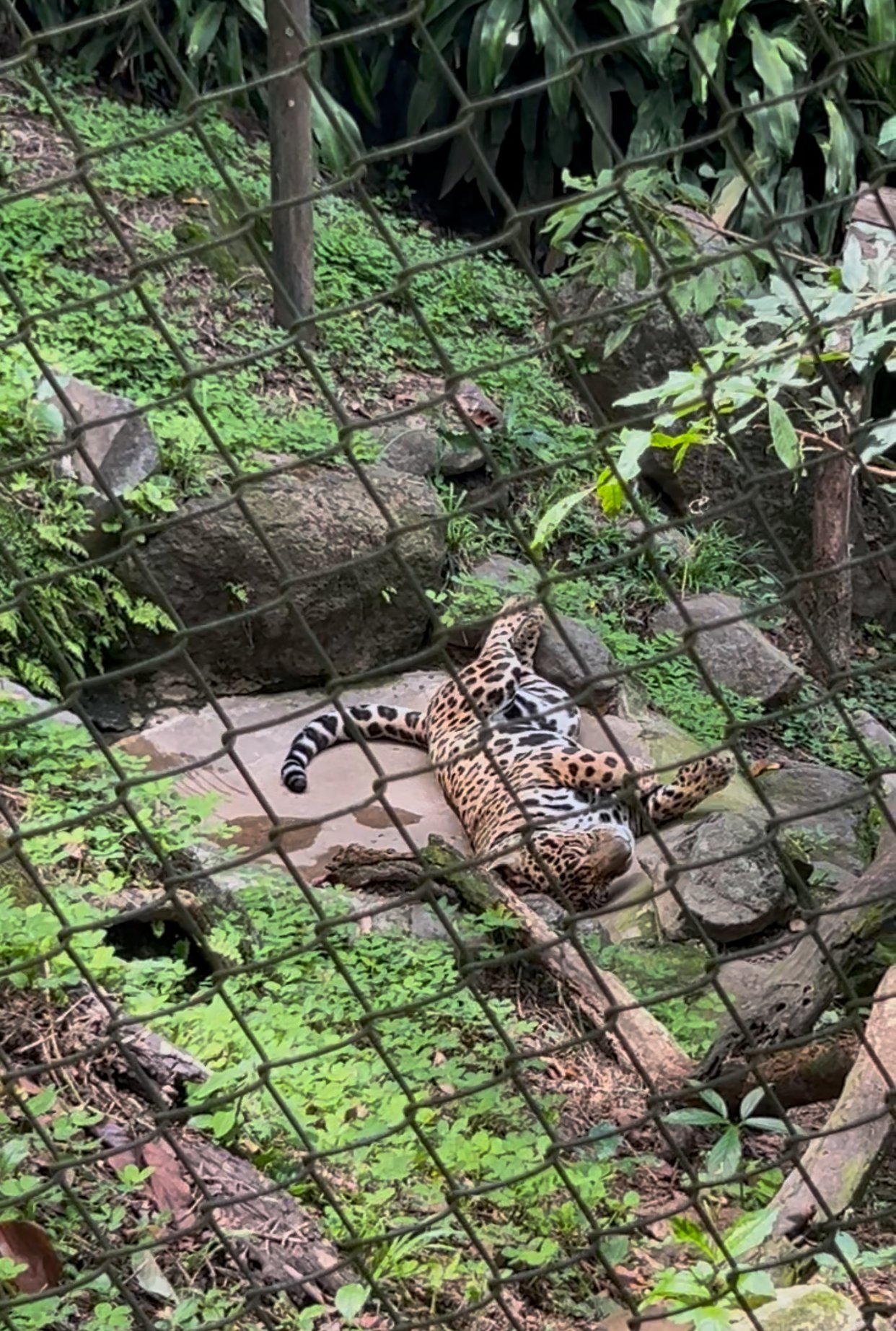 Jaguar at FURESA El Salvador
